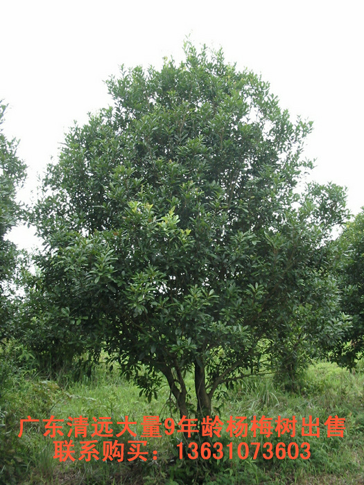 广东英德·正太园林